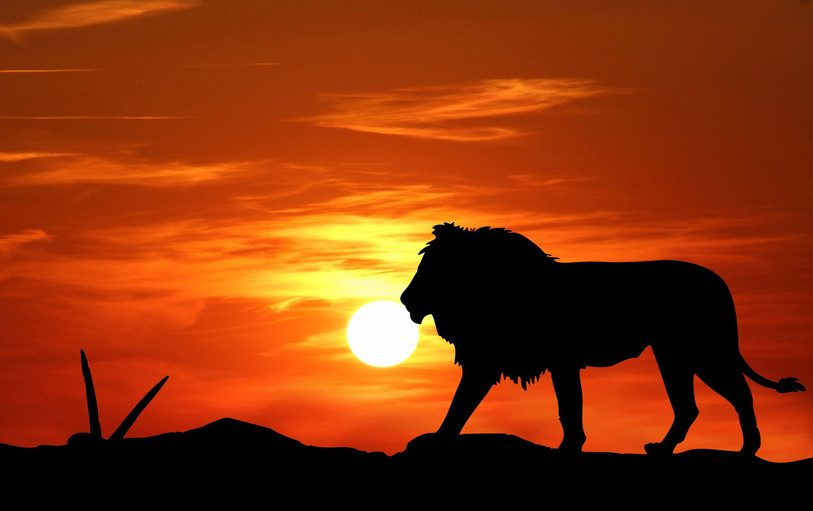 Le Roi Lion a bercé toute une génération. Il revient sur les écrans ce mercredi ( illustration)