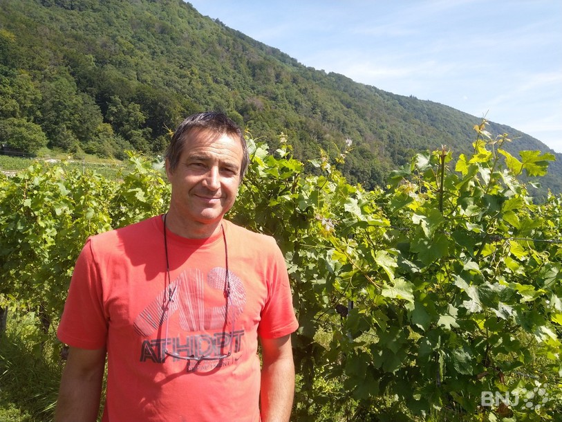 Malgré les guêpes, Hubert Louis se dit confiant à moins d'un mois du début des vendanges. (Photo : archives)