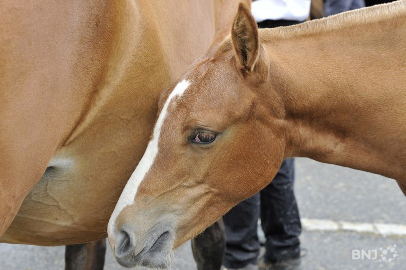Les chevaux franches-montagnes ont pu démontrer toutes leurs qualités lors de la manifestation.
