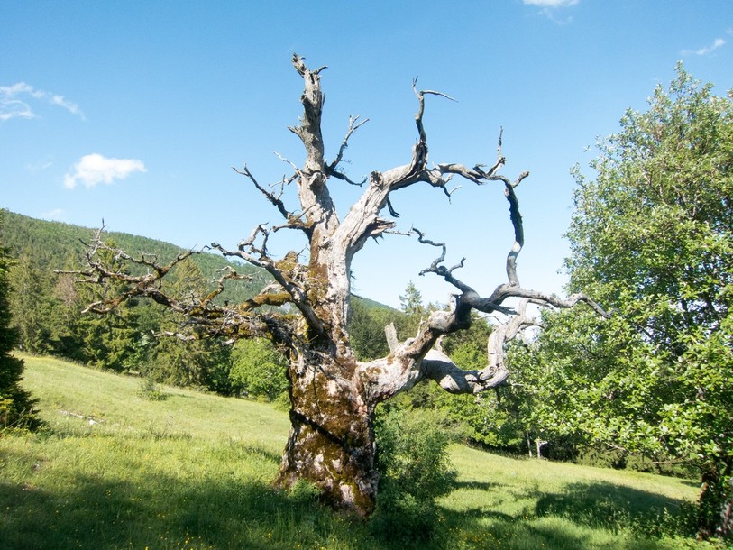 Les coléoptères se plaisent notamment dans les vieux arbres secs (photo : Parc régional Chasseral)