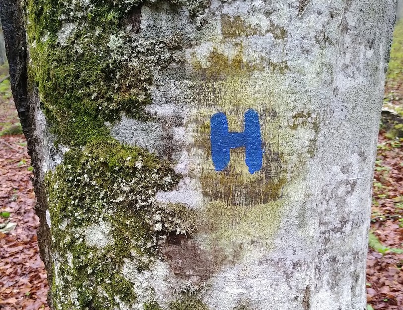 Environ 400 arbres ont été marqués en bleu pour éviter leur abattage (photo : Parc régional Chasseral).