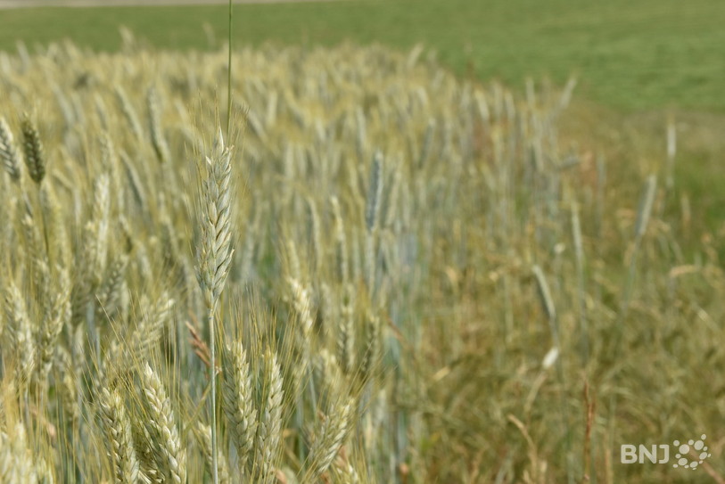 L'agriculture produit beaucoup de carbone. L'objectif est d'analyser les émissions des exploitations et de prendre des mesures pour les réduire. (Photo: archives)