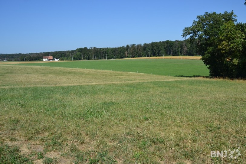 Les prairies jaunissent à vue d'œil.