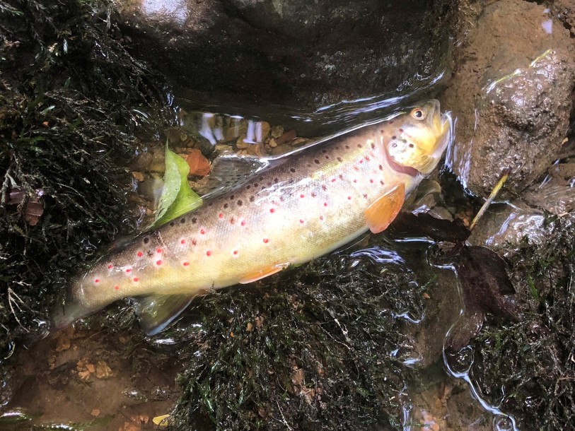 Des milliers de poissons ont été retrouvés morts dans la Suze. Les individus mesuraient entre 15 et 70 centimètres (photo : inspection cantonale de la pêche).