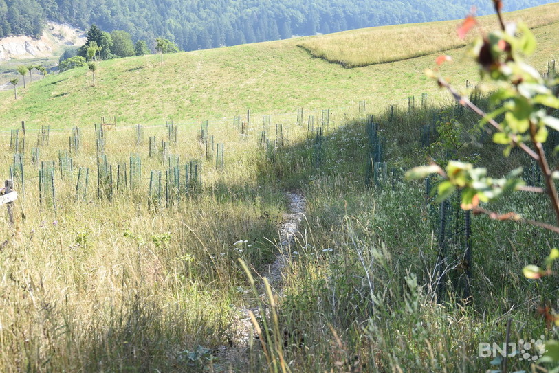 Les arbres replantés proche de l'étang.