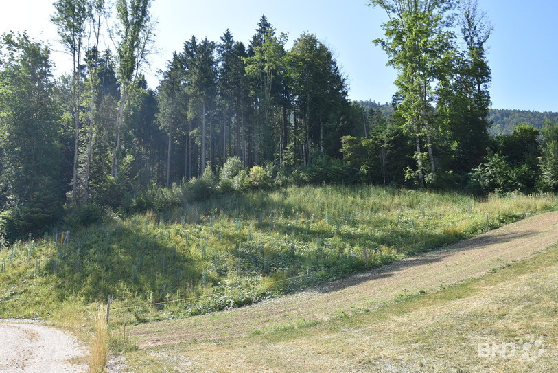 La surface traitée se trouve juste en dessous de la forêt.