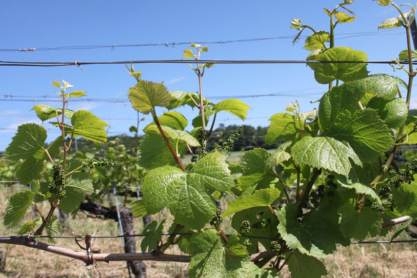 La vigne pousse aussi dans le canton.