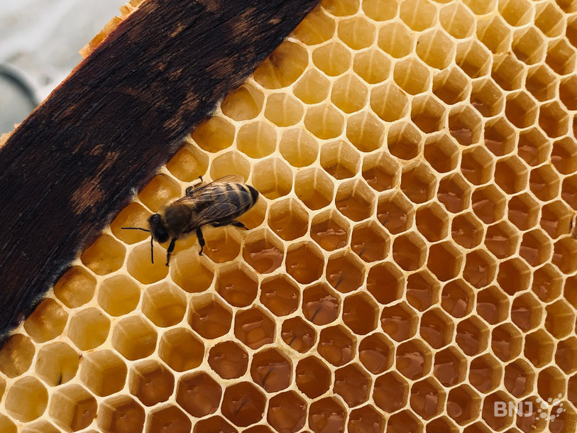 Les abeilles sont restées sagement dans leurs ruches durant le printemps maussade. 