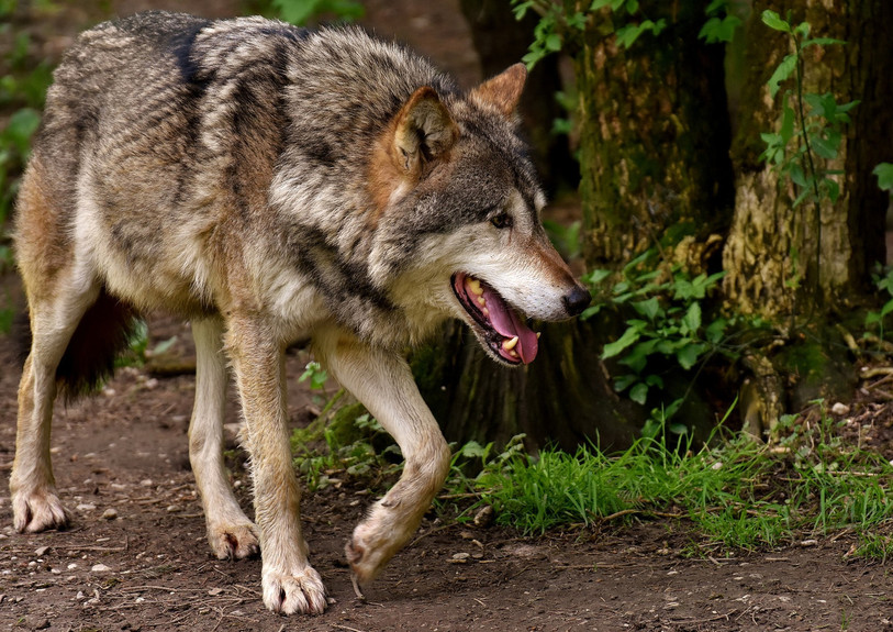 Le loup pourrait arriver dans nos régions dans les années à venir. (Photo : archives)