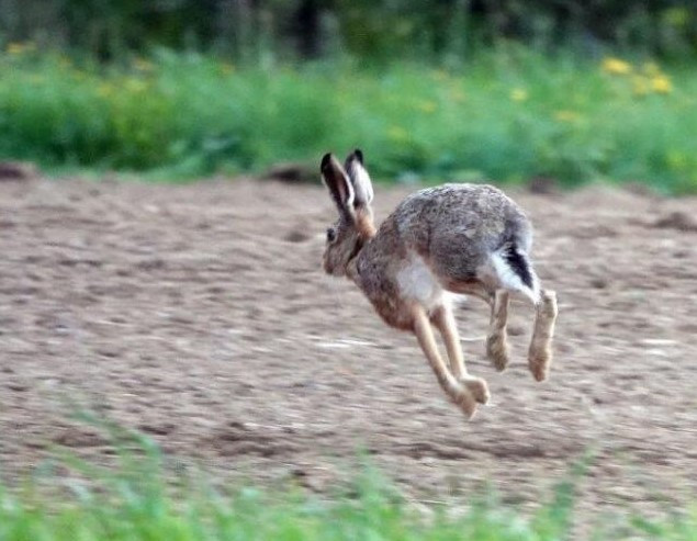 Le lièvre brun ne gambade pas en nombre suffisant sur le territoire jurassien. (Photo: Pierre Boillat)