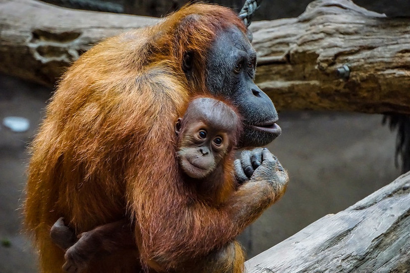 Terr'animale veut faire l'éclairage sur les menaces qui pèsent sur l'orang-outan.