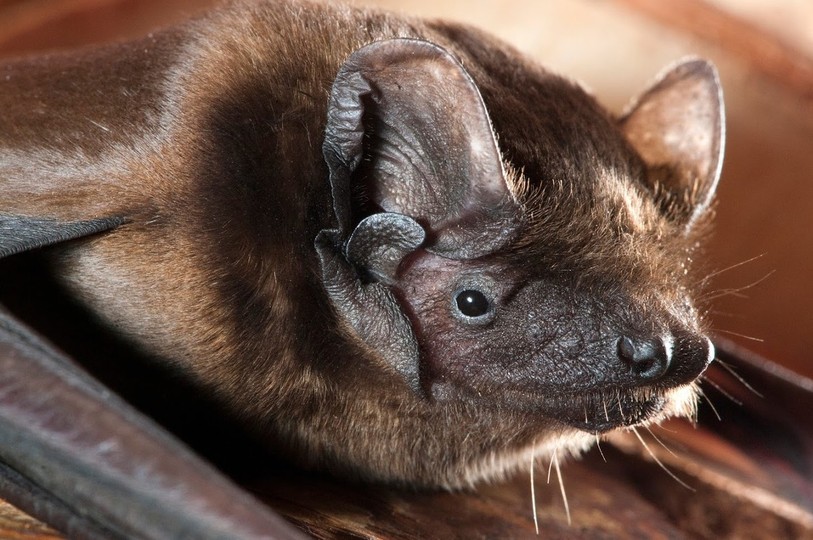 Les chauves-souris et leurs secrets seront à découvrir samedi soir sur le site des mines d'asphalte à Travers.