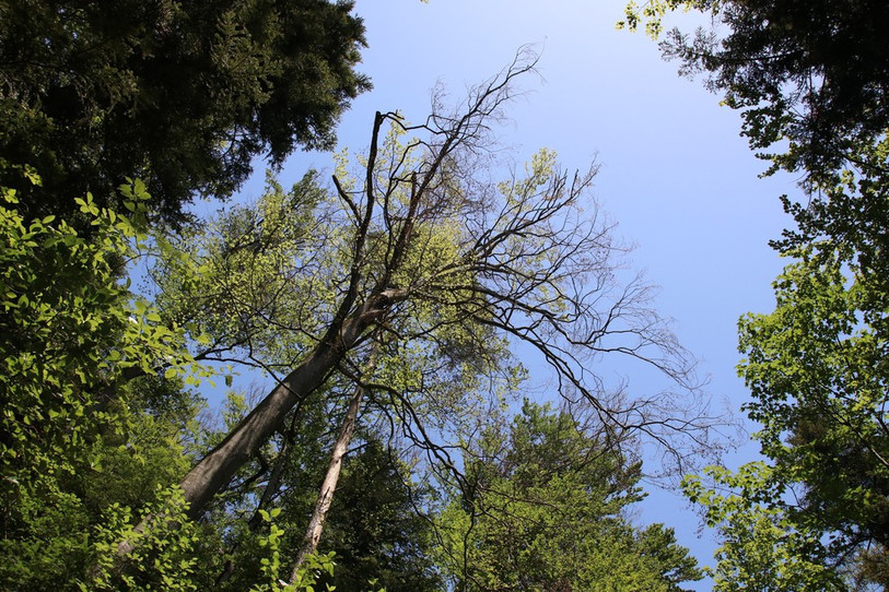 De nombreux arbres sont secs le long du chemin de « La Peute-Cote » (Photo : site de la commune de Develier)