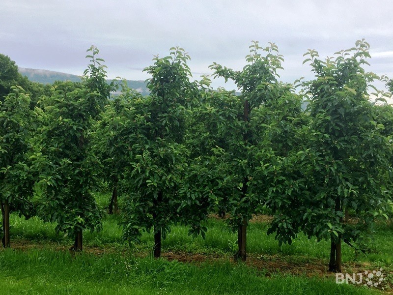 La Fondation Opaline a pour objectif de parrainer des arbres fruitiers dans la région (photo : archives).