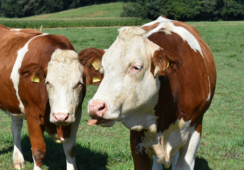 Plusieurs vaches ont péri dans une ferme du Jura bernois. Photo d'illustration