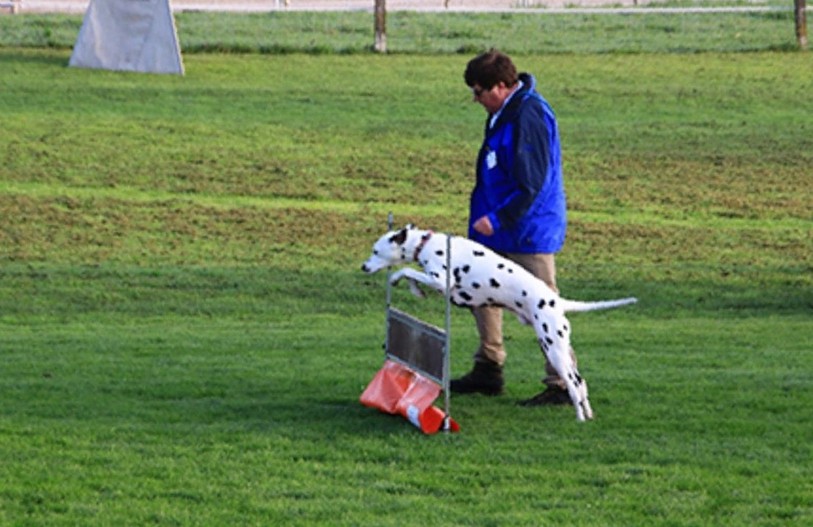 Pierre-André Rossel et son dalmatien Lenno en pleine compétition. (Photo : Pierre-André Rossel)