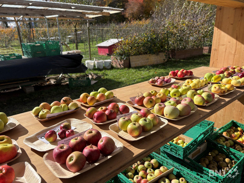 Différentes variétés de pommes étaient à déguster à la Fête d'Automne.