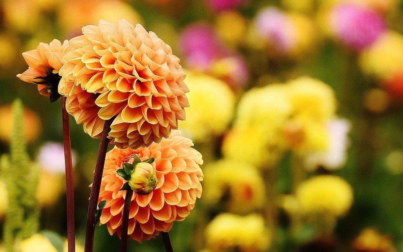 dahlia