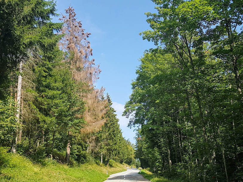 Les forêts recèlent d'arbres secs, dont des épicéas. (Photo: Office de l'environnement)