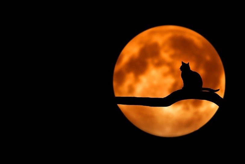 Les animaux nocturnes pourront profiter d'une nuit noire le 20 septembre à Tramelan.