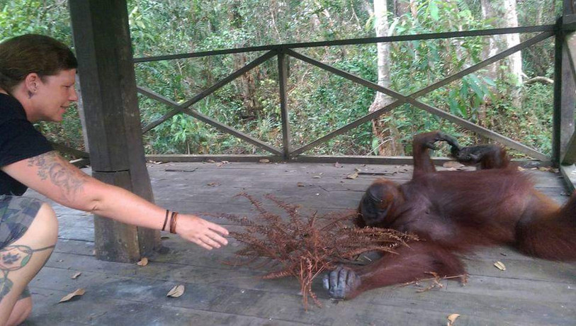 France Périat se rend régulièrement auprès des orangs-outans. (Photo: France Périat)