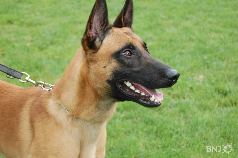 Le chien en question est un berger malinois (Photo d'illustration).
