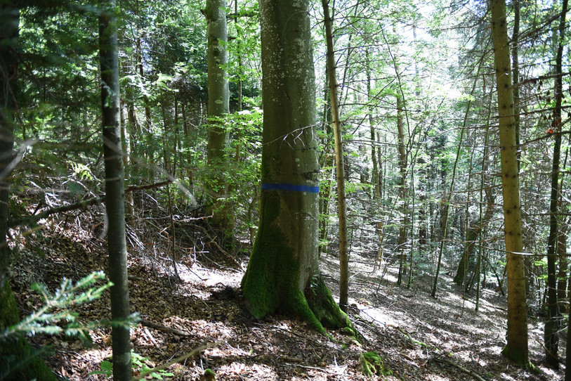 Les arbres qui ont une grande valeur pour la biodiversité ont été marqués pour qu'ils ne soient pas abattus. (Photo : Parc du Doubs)