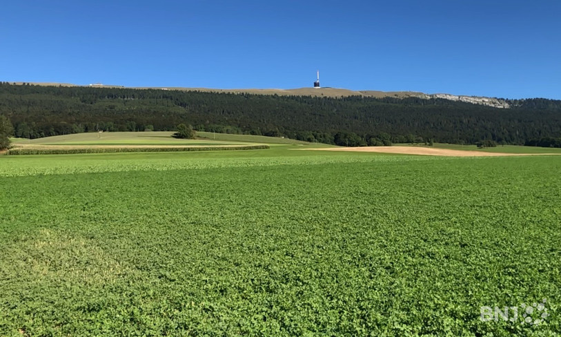 Un champs de luzerne à Nods, au pied du Chasseral.