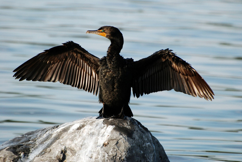 Les cormorans mènent la vie dure aux pêcheurs neuchâtelois. (photo : pixabay)
