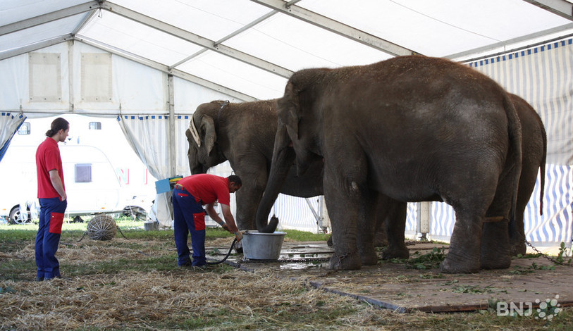 éléphants du Knie