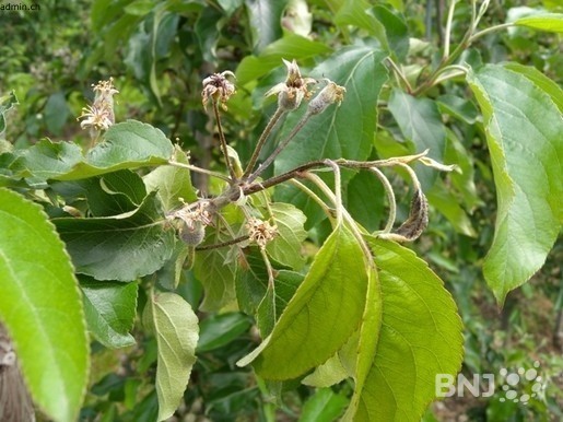 Le feu bactérien est une maladie qui touche notamment les arbres fruitiers. (Photo : archives)