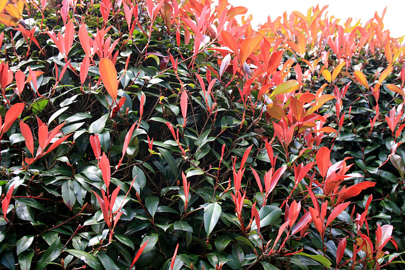 Le photinia, une plante venue du sud désormais capable de survivre dans le Jura. Photo: wikimedia.org