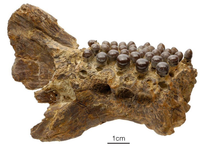 La mandibule gauche du poisson jurassique Scheenstia sp. (MJSN TCH005-353)