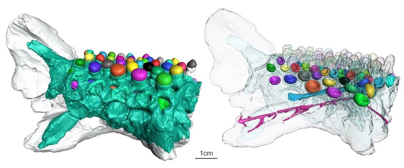 Reconstruction 3D de la mandibule à partir de microtomographie à rayons-X. À gauche, le spécimen entier; à droite, sa structure interne