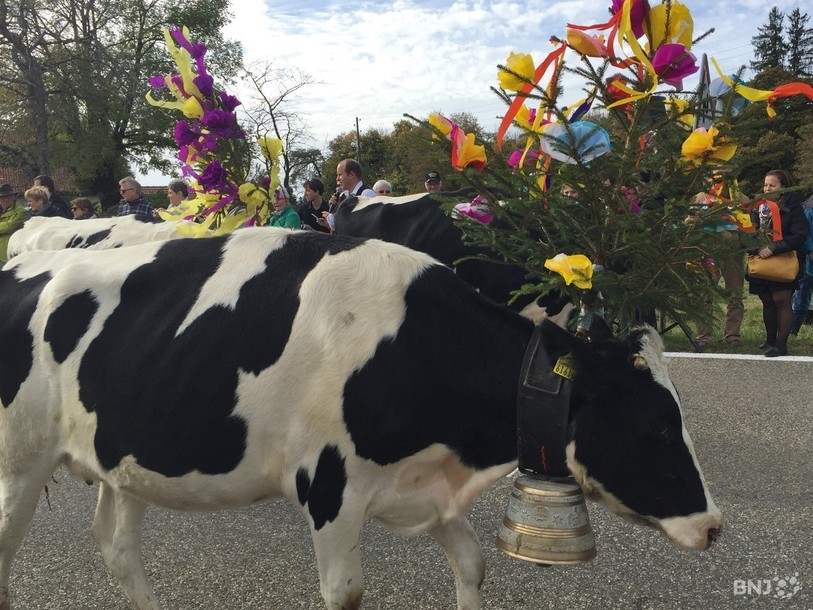 Les génisses seront décorées pour parcourir 11km, de la Combe-à-la-Biche au Boéchet (photo : archives).
