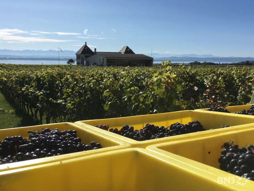 Le domaine de Chambleau à Colombier entamen sereinement les vendanges.