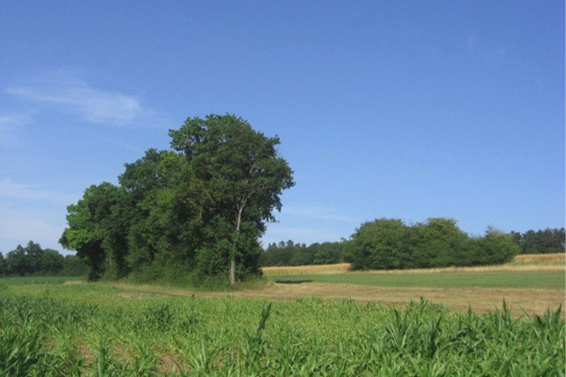 L'ordonnance cantonale accorde un accent particulier au bocage, un élément emblématique du paysage jurassien. (Photo : canton du Jura)