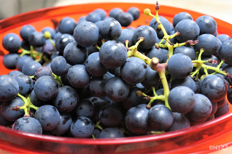 Raisin du Clos des Cantons