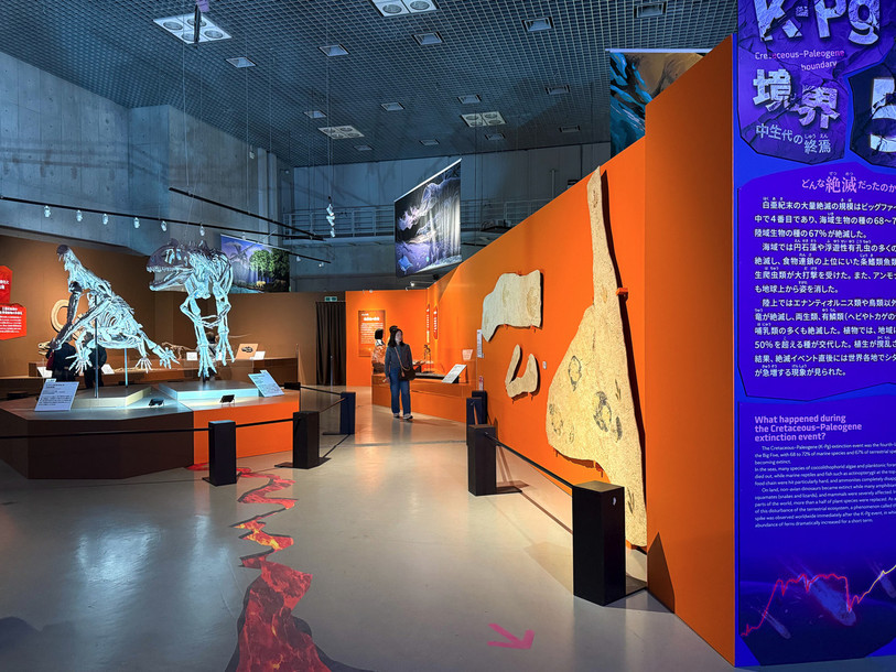 Des copies d'empreintes de dinosaures découvertes dans le Jura sont exposées dans un musée à Tokyo, jusqu'au 23 février prochain. (Photo : Chisako Sakata)