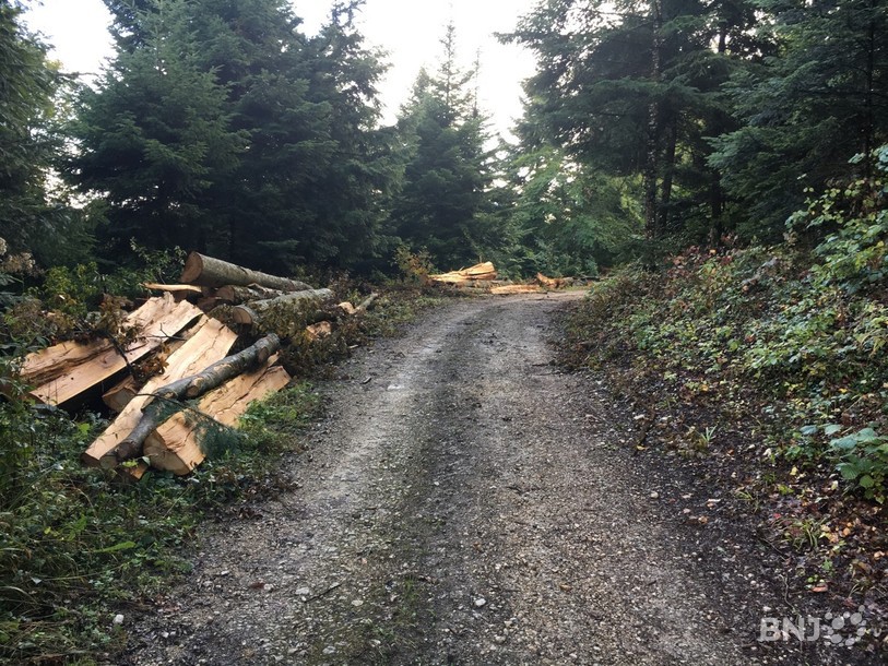 Le sentier, qui mène au futur canapé forestier, est bordé par des tas de branches.