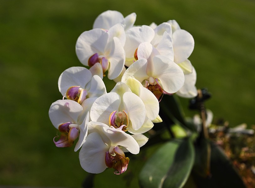 orchidée