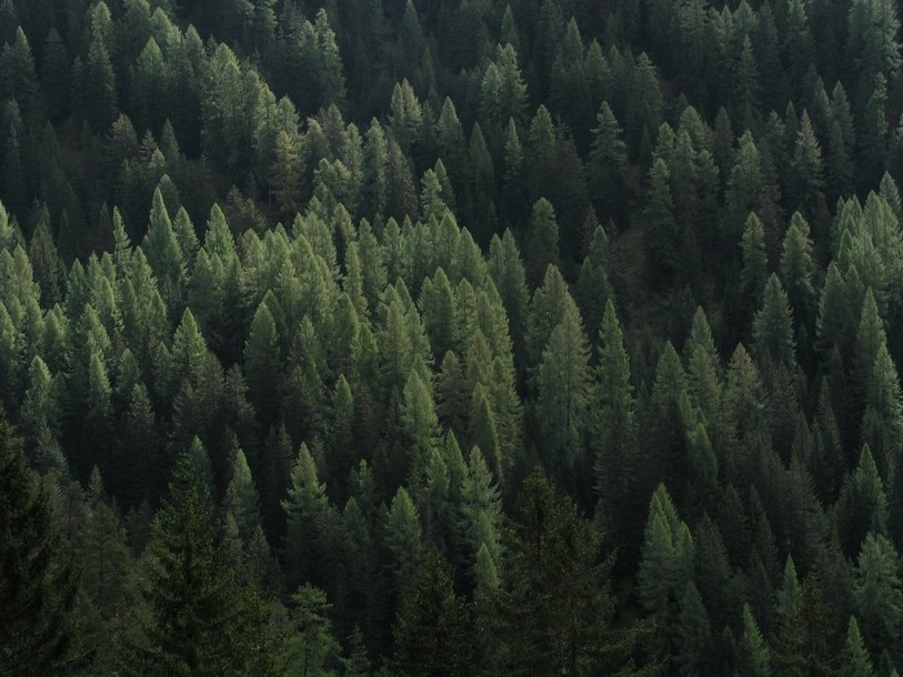 La tolérance climatique de 18 essences forestières sera testée dans plusieurs cantons. (Photo : libre de droits).