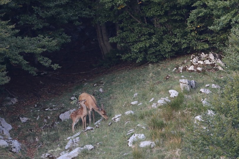 Un faon et une biche ont été photographiés à Delémont (photo : canton du Jura).