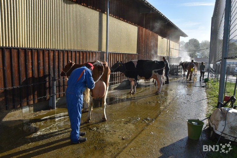 Avant de les présenter sur le ring, les élèveurs lavent leurs vaches. 