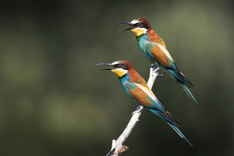 Deux Guêpiers d’Europe, aux couleurs chatoyantes, en chasse d’insectes au vol. (Photo : François Portmann)