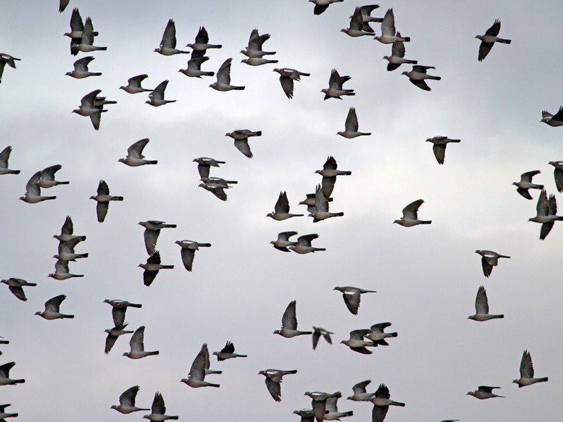 Les pigeons ramiers, comme ici à Roche-d'Or, sont nombreux dans le ciel de la région (photo : Michel Juillard).