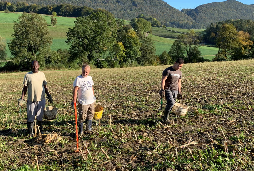 Après avoir suivi une formation, les migrants seront payés pour le travail qu'ils effectueront chez les agriculteurs jurassiens.