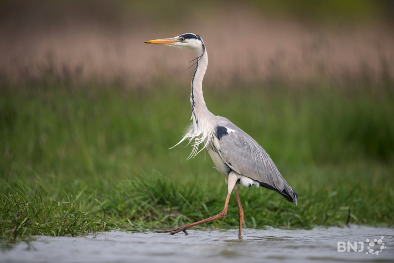 François Turrian est, depuis 40 ans, une figure de la défense de la biodiversité dans toute la Suisse romande. (Photo : BirdLife Suisse / Michael Gerber)