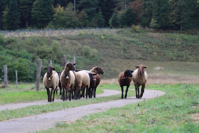 Le mouton brun-noir du pays est originaire du Jura (photo : Bernadette Odiet).