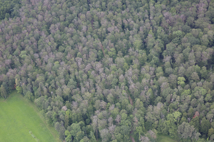 Le déblocage d’un crédit extraordinaire pour sécuriser les chemins forestiers devra être examiné dans le cadre des débats sur le budget 2020 du canton du Jura. (Photo : canton du Jura, Valentin Queloz, WSL)